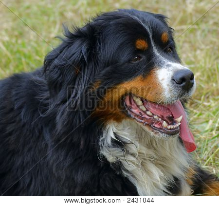 เบอร์นาร์ด