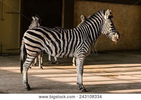 Close Up View Of Beautiful Striped Zebras At Zoo
