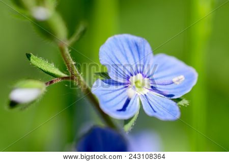 Veronica Chamaedrys.field Flower Blue.grows In Summer In Fields And Meadows.