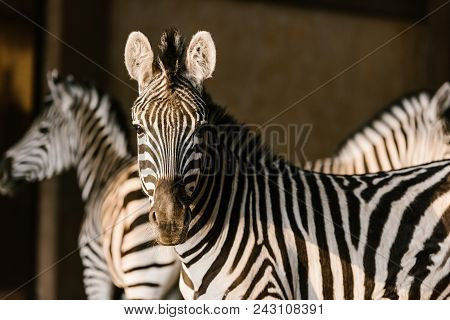 Close Up View Of Beautiful Striped Zebras At Zoo