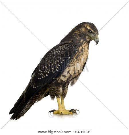 Genç Şahin-kartal - Geranoaetus Melanoleucus Kara göğüslü