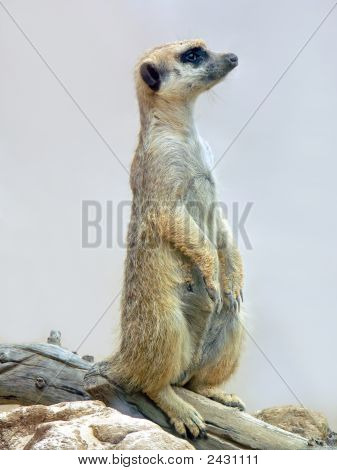 Meerkat1