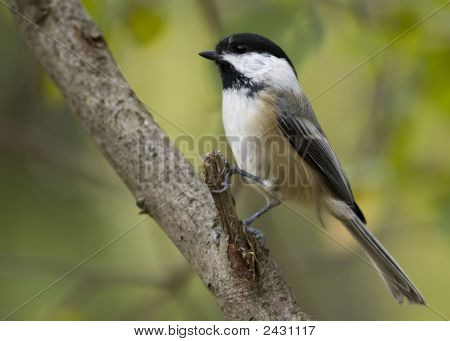 Black kapuce americký ptáček (Parus Atricapillus)