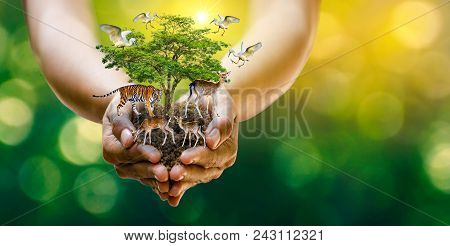 Earth Day Concept Nature Reserve Conserve Wildlife Reserve Tiger Deer Global Warming Loaf Ecology Hu