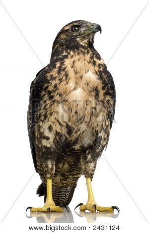 Genç Şahin-kartal - Geranoaetus Melanoleucus Kara göğüslü