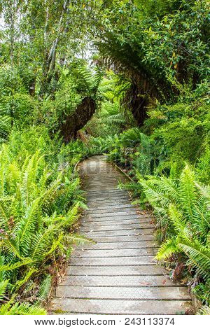 Boardwalk Leading Through Hastings Cave Nature Reserve Temperate Rainforest And River