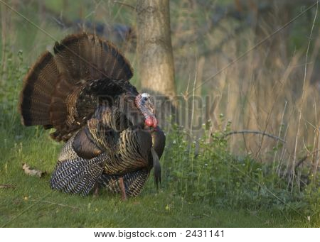 Wild Tyrkiet (Meleagris domesticus)