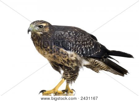 Genç siyah göğüslü şahin-kartal () - Geranoaetus Melanoleucus