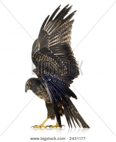 Genç siyah göğüslü şahin-kartal () - Geranoaetus Melanoleucus