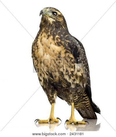 Genç siyah göğüslü şahin-kartal () - Geranoaetus Melanoleucus