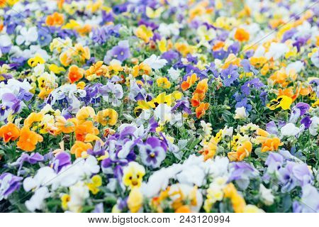 Yellow And Purple Pansy Flowers In The Garden