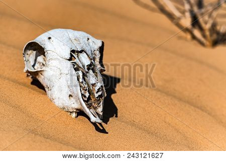 Close Up Skull Of Sheep Lying In Sand In Desert. Murraine Or Famine Concept