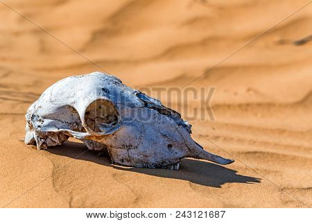 Close Up Skull Of Sheep Lying In Sand In Desert. Murraine Or Famine Concept