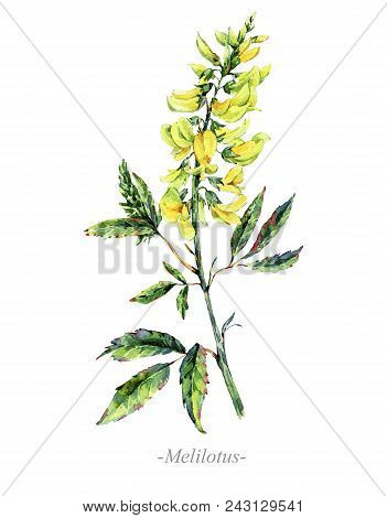 Watercolor Summer Medicinal Flowers, Wildflowers. Botanical Illustration Isolated On White Backgroun