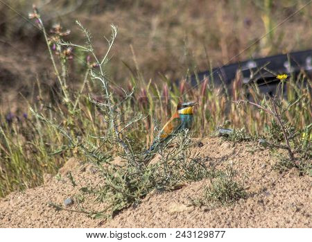 Bee-eater  (merops Apiaster) Among The Wild Grasses Of The Dunes.