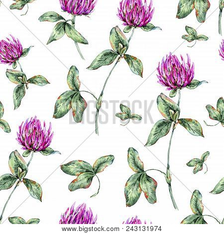 Watercolor Summer Seamless Pattern Of Alsike Clover, Medicinal Flowers, Wildflowers. Botanical Natur