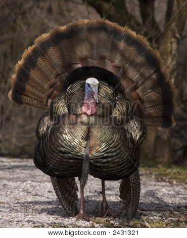 Wild Tyrkiet (Meleagris domesticus)