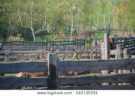 Domesticated deers marals on farm in Altay