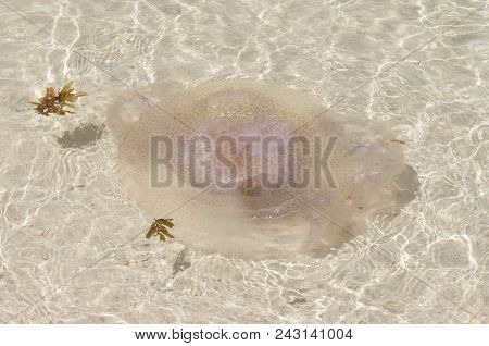 Lonely Jellyfish On The Beach In Phlippines
