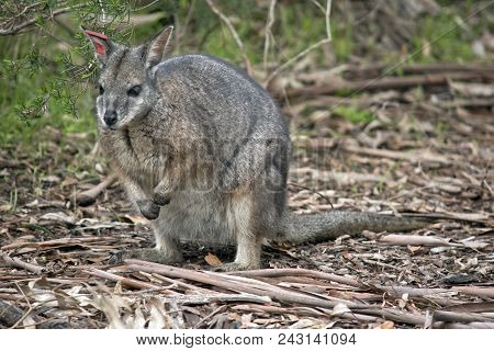 The Tammar Wallaby Is Searching For Food