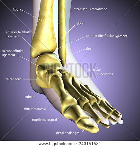 3d Illustration Of Human Skeleton Legs Stock Photo Anatomy