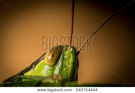 Grasshopper, Animal, Insect, Vector, Nature, Macro, Cricket, Green, Isolated, White, Illustration, B