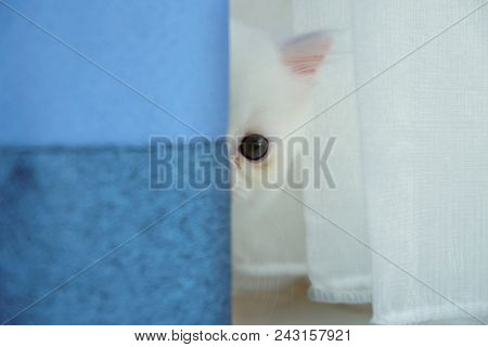 Adorable Pure White Green Eye Persian Cat Hiding Between The Blue And White Curtains