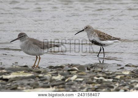 Dulnin And Gray-tailed Tattler Standing On The Shallow Bank Of The River On A Cloudy Day