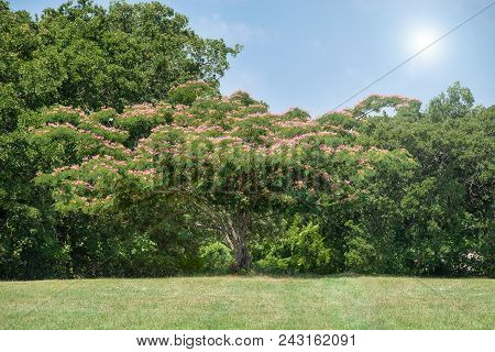 Beautiful Mimosa Tree In Full Bloom In Texas Summer