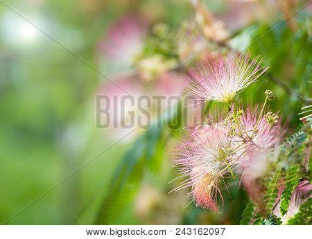 Beautiful Pink Close-up Blossoms Of A Mimosa Tree In Texas Summer