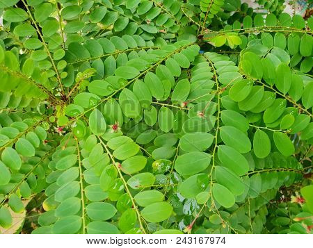 Top View Of Leaves Tamalaki As A Background.  Natural Green Wallpaper, Ecological Concept. (egg Woma