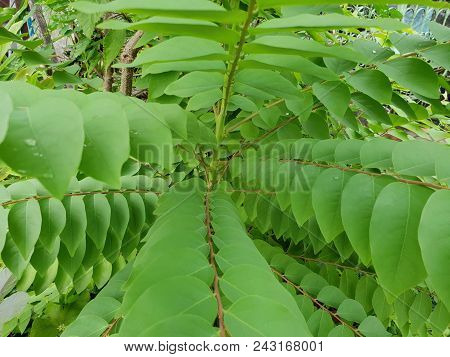 Close Up Of Leaves Phyllanthus Acidus As A Background. Natural Green Wallpaper, Ecological Concept. 