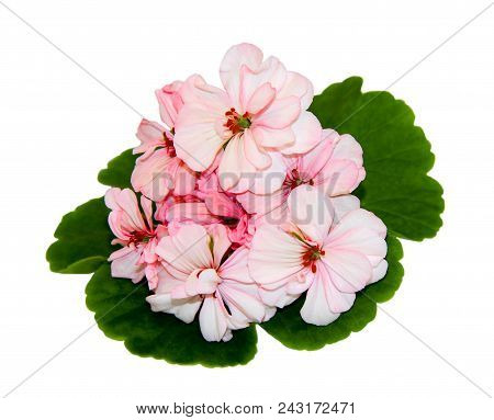 Pink Flowers Of A Geranium With Green Leaves On White Background