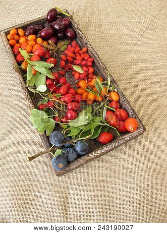 Wild Fruits In Wooden Box With Barberries, Cornelian Cherries, Sea Buckthorn Fruits, Rose Hips, Sloe