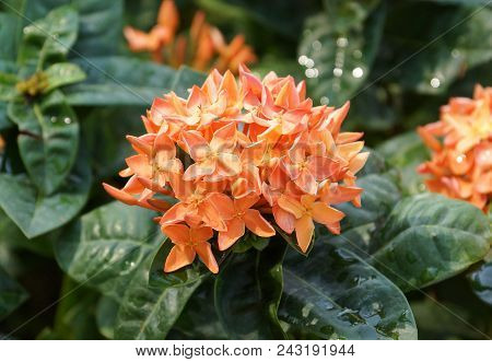 Ixora Coccinea In Orange Color / Jungle Geranium /