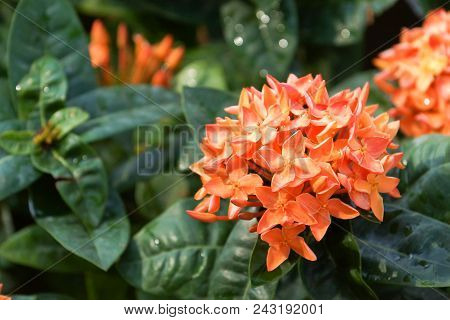 Ixora Coccinea In Orange Color / Jungle Geranium /