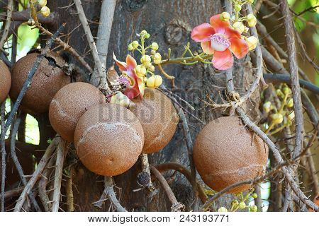 Closeup Of Shorea Robusta Tree / Cannon Ball Tree