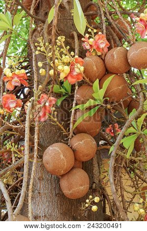 Closeup Of Shorea Robusta Tree / Cannon Ball Tree