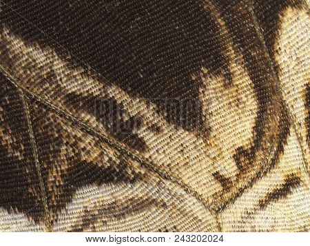 A Fragment Of A Wing Of The Forest Giant Owl Butterfly, Caligo Eurilochus. Cells, Veins And Scales O