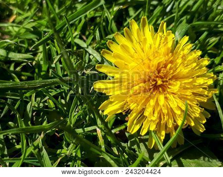 Closeup Of A Bright Yellow Blooming Sow Thistle (sonchus Oleraceus) On Green Grass Background