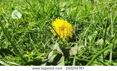 Closeup Of A Bright Yellow Blooming Sow Thistle (sonchus Oleraceus) On Green Grass Background