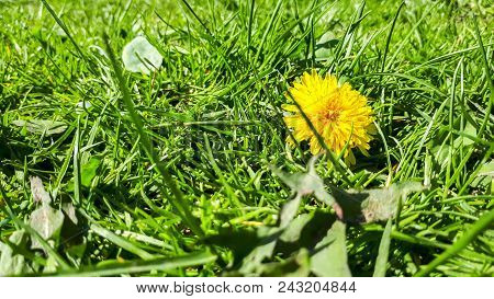 Closeup Of A Bright Yellow Blooming Sow Thistle (sonchus Oleraceus) On Green Grass Background