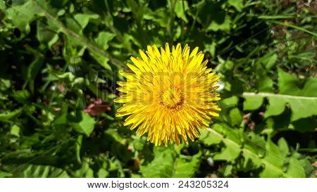 Closeup Of A Bright Yellow Blooming Sow Thistle (sonchus Oleraceus) On Green Grass Background
