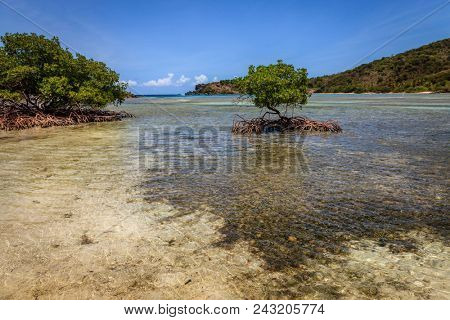 Mangroves in a bay on an island in BVI