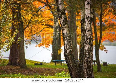 View Of The Benches And Trees At Forest In The Autumn Day