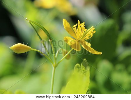 The Pretty Yellow Flower Of Chelidonium Majus, Also Known As Greater Celandine.