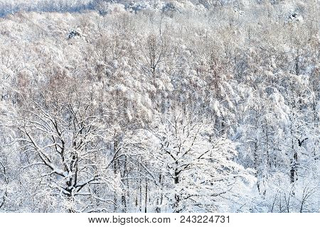 Above View Of Snow-covered Forest Of Timiryazevski Park In Moscow City In Sunny Winter Day
