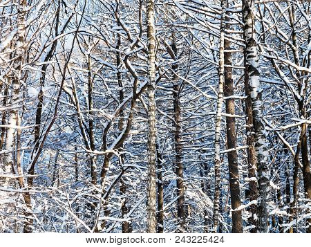 Thicket In Snowy Forest In Timiryazevskiy Park Of Moscow City In Sunny Winter Day
