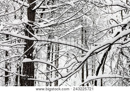Snow-covered Intertwined Twigs In Snowy Forest Of Timiryazevskiy Park Of Moscow City In Overcast Win