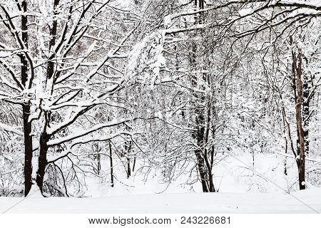 Snow-covered Trees In Urban Timiryazevskiy Park In Moscow City In Winter